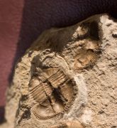 Telaeomarrolithus radiatus (MURCHISON, 1839)