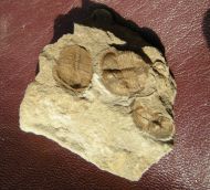 Telaeomarrolithus radiatus (MURCHISON, 1839)