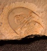 Olenellus chifensis PALMER, 1998