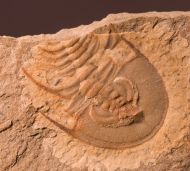Olenellus chifensis PALMER, 1998