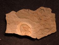 Olenellus chifensis PALMER, 1998