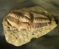 Conocoryphe sulzeri (Schlotheim 1823)