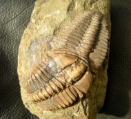 Conocoryphe sulzeri (Schlotheim 1823)