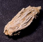 Phanocrinus bellulus (Miller and Gurley, 1894)