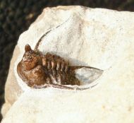 Cyphaspis ceratophthalmus (Goldfuss,1843)