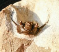 Cyphaspis ceratophthalmus (Goldfuss,1843)