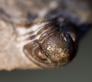 Gerastos granulosus (GOLDFUSS, 1843)