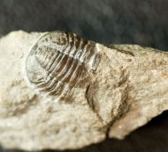 Gerastos granulosus (GOLDFUSS, 1843)