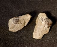 Gerastos granulosus (GOLDFUSS, 1843)