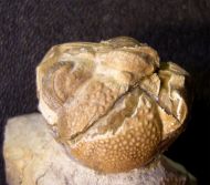 Geesops schlotheimi (BRONN, 1825)