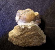 Geesops schlotheimi (BRONN, 1825)