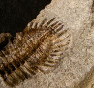 Neometacanthus stellifer (BURMEISTER, 1843)