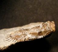 Neometacanthus stellifer (BURMEISTER, 1843)