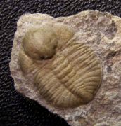 Ampyxina bellatula (Savage, 1917)