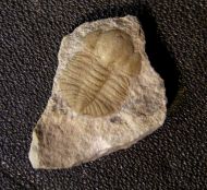 Ampyxina bellatula (Savage, 1917)