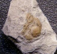 Ampyxina bellatula (Savage, 1917)