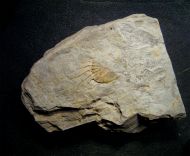 Bradocryphaeus supradevonicus (Frech, 1888)