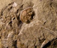 Bradocryphaeus supradevonicus (Frech, 1888)