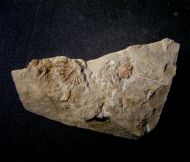 Bradocryphaeus supradevonicus (Frech, 1888)