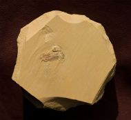 Naraoia (Misszhouia) longicaudata (Zhang & Hou, 1985)