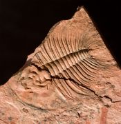 Olenellus fowleri Palmer, 1998