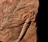 Olenellus fowleri Palmer, 1998