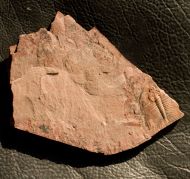 Olenellus fowleri Palmer, 1998