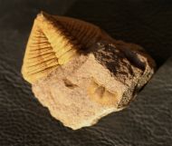Dalmanitina socialis und Deanaspis goldfussi