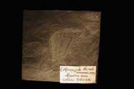 Colpocoryphe thorali HAMANN, 1983