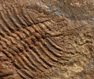 Odontopleura generalandersi Borowski 2008
