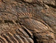 Odontopleura generalandersi Borowski 2008