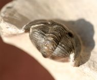 Cyberella lemkei BASSE, 2004