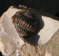 Cornuproetus cornutus GOLDFUSS