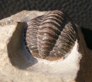 Cornuproetus cornutus GOLDFUSS