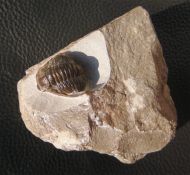 Cornuproetus cornutus GOLDFUSS