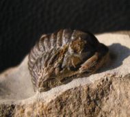 Cornuproetus cornutus GOLDFUSS