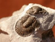 Calycoscutellum grafi BASSE, 2004