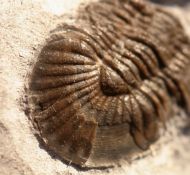 Calycoscutellum grafi BASSE, 2004