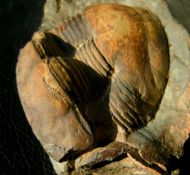 Ectillaenus giganteus (BURMEISTER, 1843)