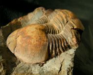 Ectillaenus giganteus (BURMEISTER, 1843)