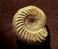 Parkinsonia parkinsoni (Sowerby 1821)