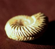 Parkinsonia parkinsoni (Sowerby 1821)