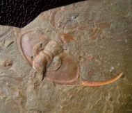 Bristolia bristolensis (Resser, 1928)