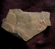 Bristolia bristolensis (Resser, 1928)