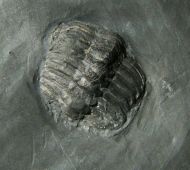 Chotecops sp.