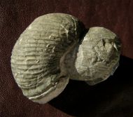 Eubostrychoceras saxonicum (Schlter, 1875)