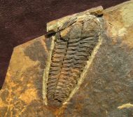 Solenopleuropsis rouayrouxi (Munier-Chalmas and Bergeron, 1889)