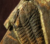 Solenopleuropsis rouayrouxi (Munier-Chalmas and Bergeron, 1889)