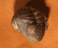 Geesops schlotheimi (BRONN, 1825)