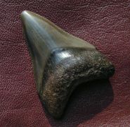 Carcharocles megalodon (Agassiz, 1843)